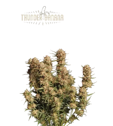 Thunder Banana Auto | AUTOFEM | Seedstockers