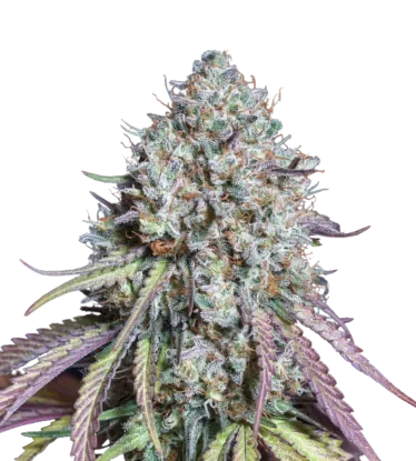 Thunder Banana | PHOTOFEM | Seedstockers