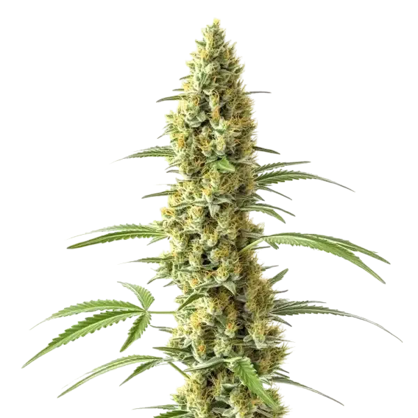 Tijuana | PHOTOFEM | Blimburn Seeds
