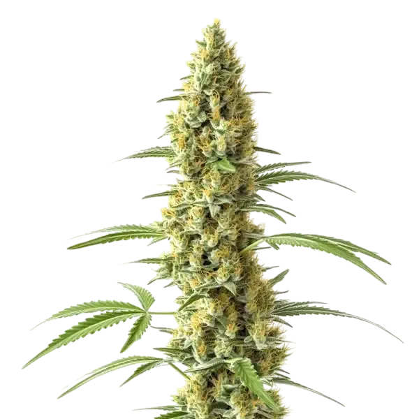 Tijuana | PHOTOFEM | Blimburn Seeds