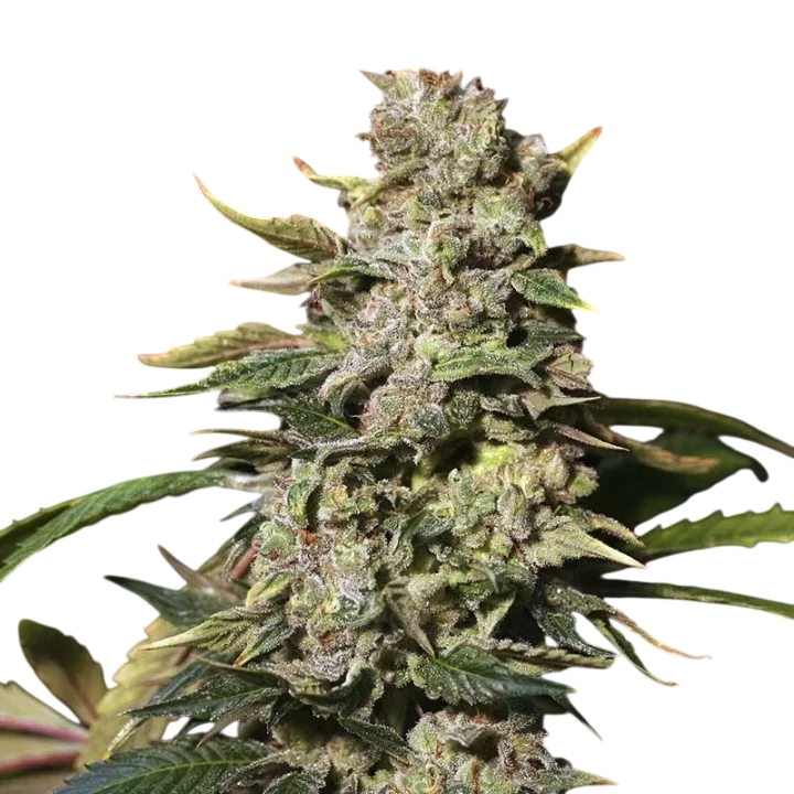 TNT Kush | PHOTOFEM | Eva Seeds