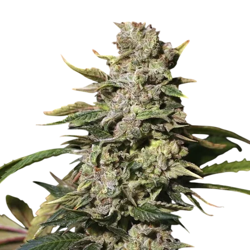 TNT Kush