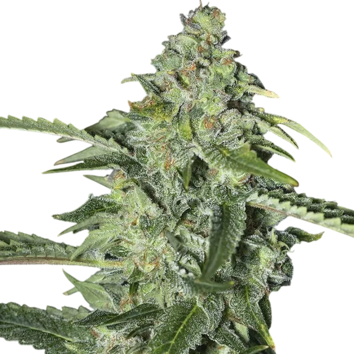 TNT Kush CBD | PHOTOFEM | Eva Seeds