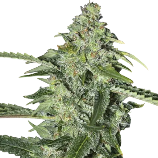 TNT Kush CBD