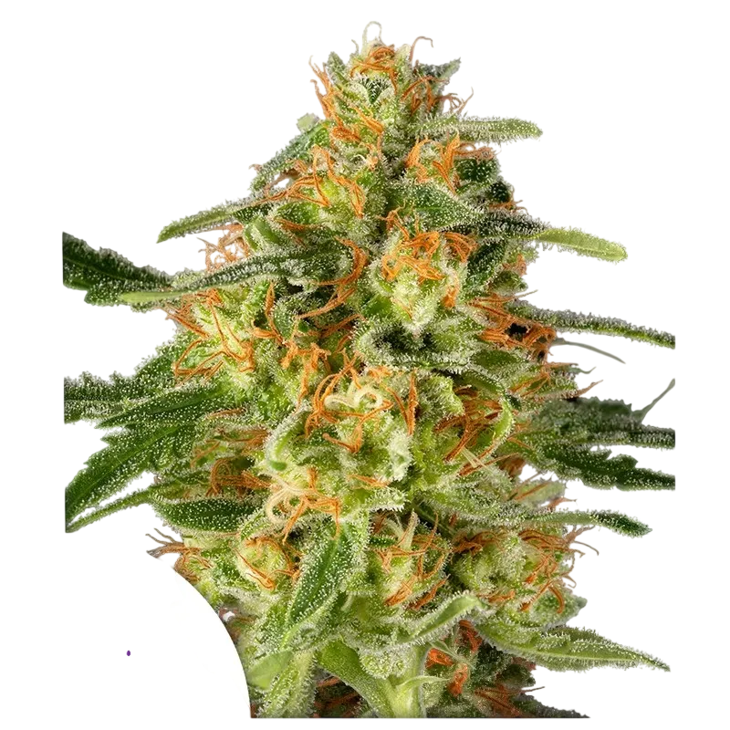 TNT Trichome | PHOTOFEM | Super Sativa Seed Club