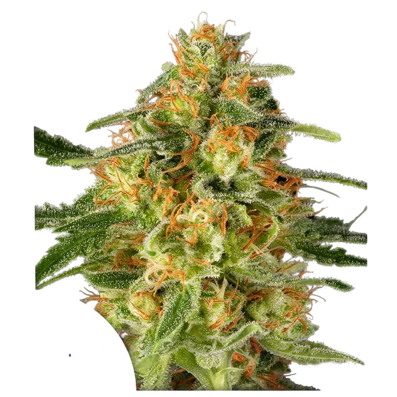 TNT Trichome | PHOTOFEM | Super Sativa Seed Club