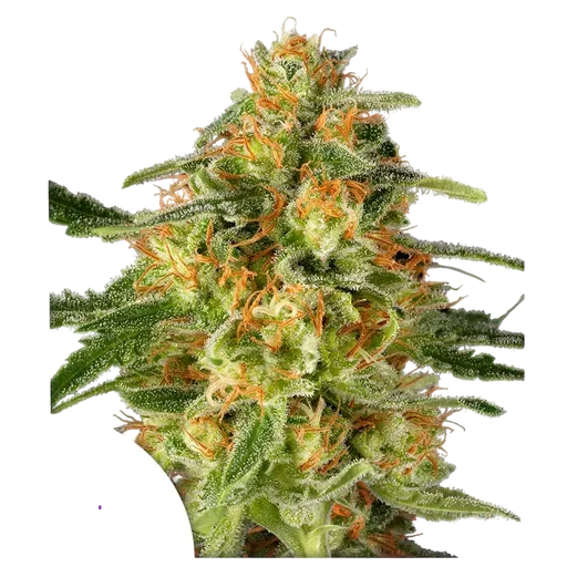 TNT Trichome