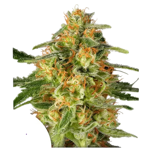 TNT Trichome