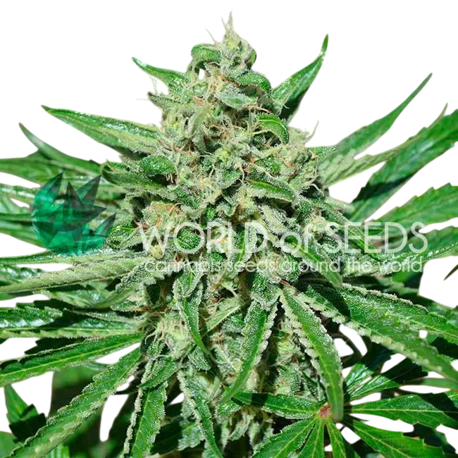 Tonic CBD | PHOTOFEM | World of Seeds