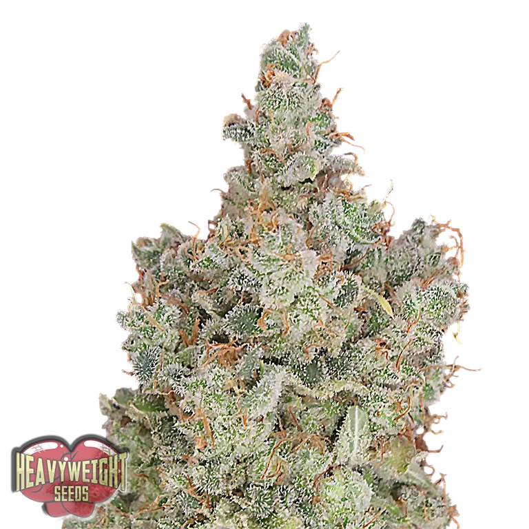 Total Paralysis | PHOTOFEM | Heavyweight Seeds
