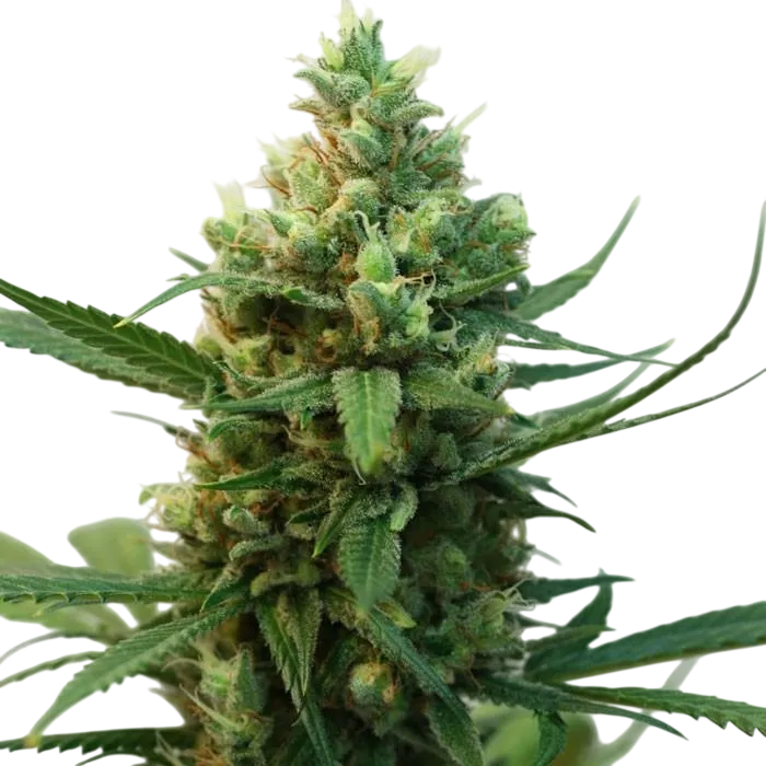 Toxic | PHOTOFEM | Ripper Seeds