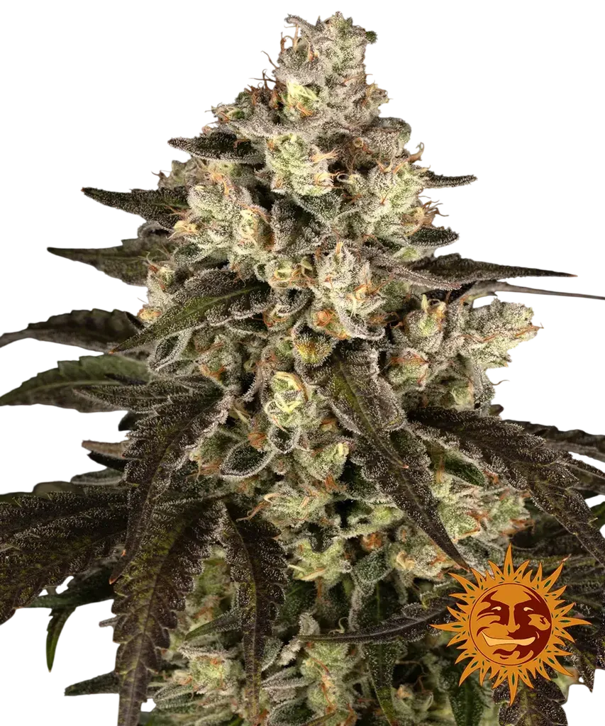 Trainwreck | PHOTOFEM | Barneys Farm