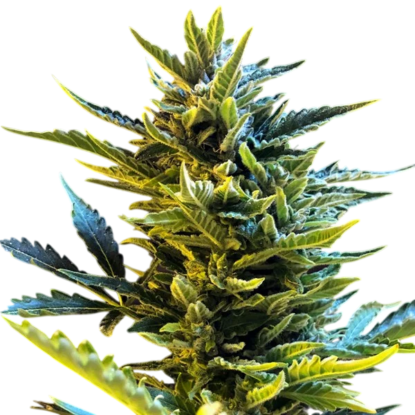 Bride Cake Auto | AUTOFEM | G13 Labs