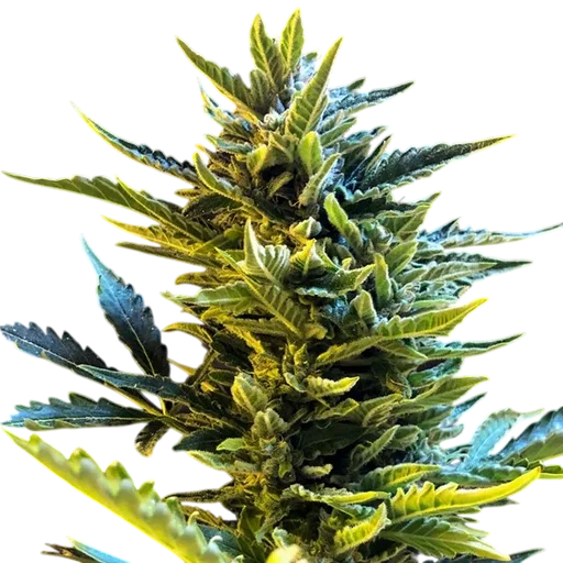 Bride Cake Auto