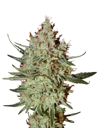 Trainwreck