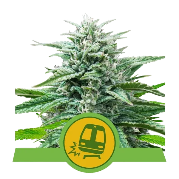 Trainwreck Auto | AUTOFEM | Royal Queen Seeds