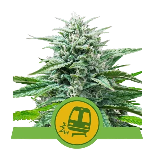 Trainwreck Auto