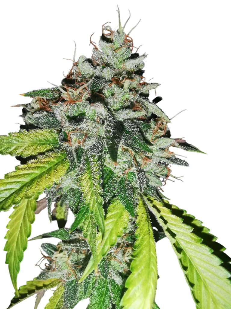 Britcoin | PHOTOFEM | Pheno Finder Seeds