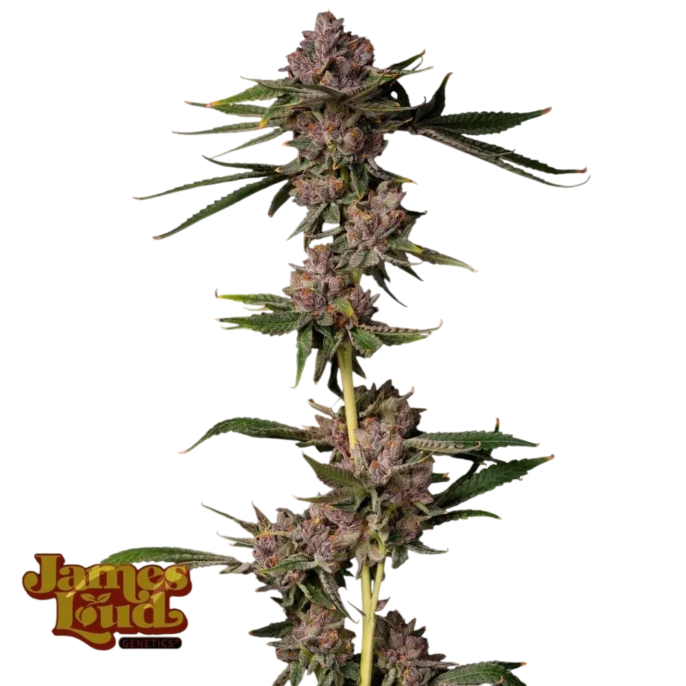 Triangle Lemon Cherry | PHOTOFEM | James Loud Genetics
