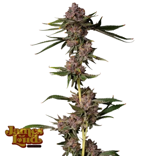 Triangle Lemon Cherry