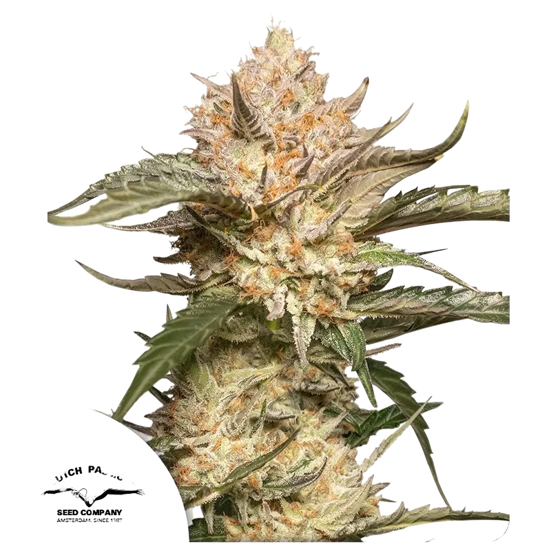 Trichome & Cream Auto | AUTOFEM | Dutch Passion