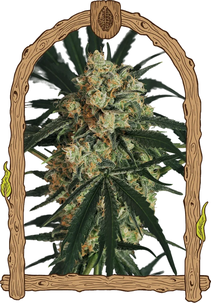 Triple A (AAA) Auto | AUTOFEM | Exotic Seed