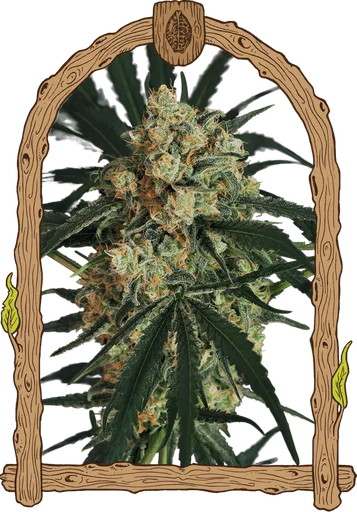 Triple A (AAA) Auto