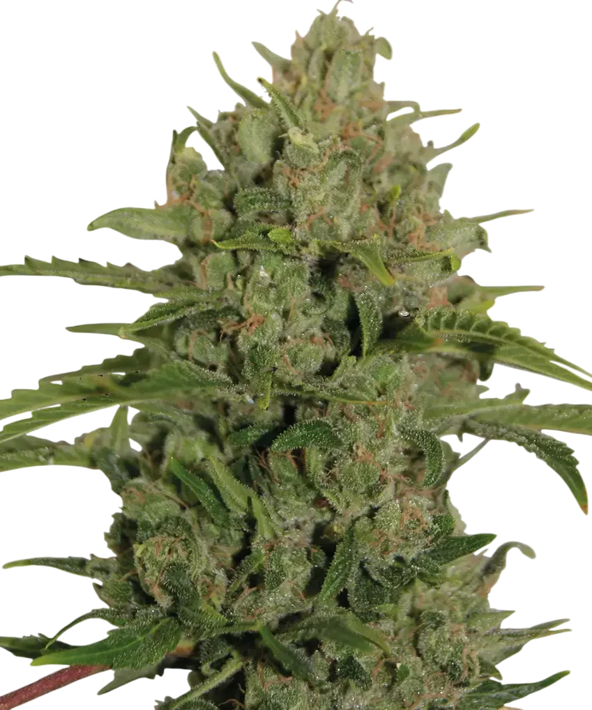 Triple Cheese | PHOTOFEM | Barneys Farm