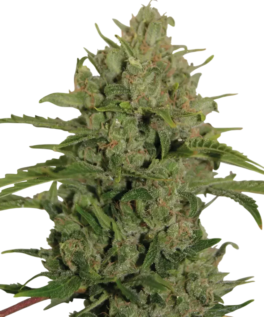 Triple Cheese | PHOTOFEM | Barneys Farm