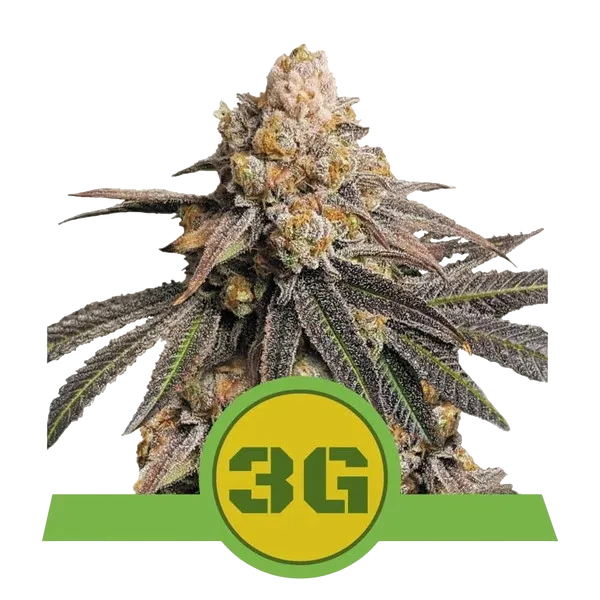Triple G Auto | AUTOFEM | Royal Queen Seeds