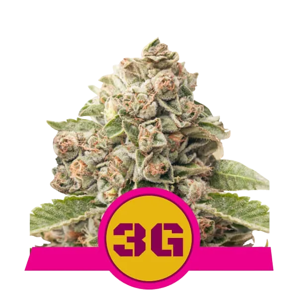 Triple G | PHOTOFEM | Royal Queen Seeds