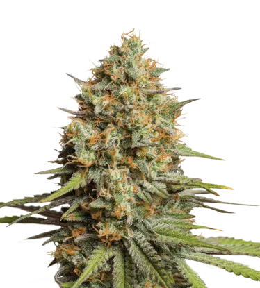 Triton Biscotto Lime Auto | AUTOFEM | Seedstockers