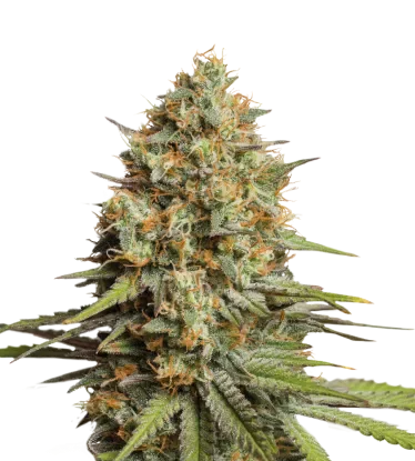 Triton Biscotto Lime Auto | AUTOFEM | Seedstockers