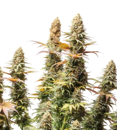Triton Biscotto Lime | PHOTOFEM | Seedstockers