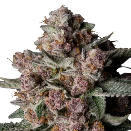 Tropical Jam | PHOTOFEM | Silent Seeds
