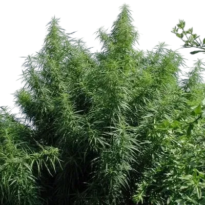 Tropical Mix | PHOTOFEM | Ace Seeds