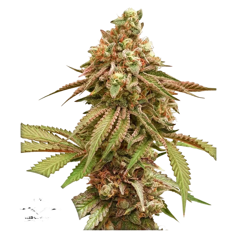 Tropical Tangie | PHOTOFEM | Dutch Passion