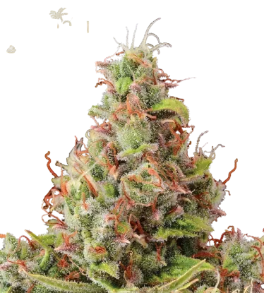 Tropical Zmoothie Auto | AUTOFEM | Seedstockers