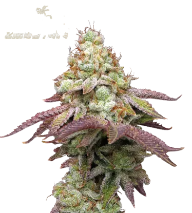 Tropical Zmoothie | PHOTOFEM | Seedstockers