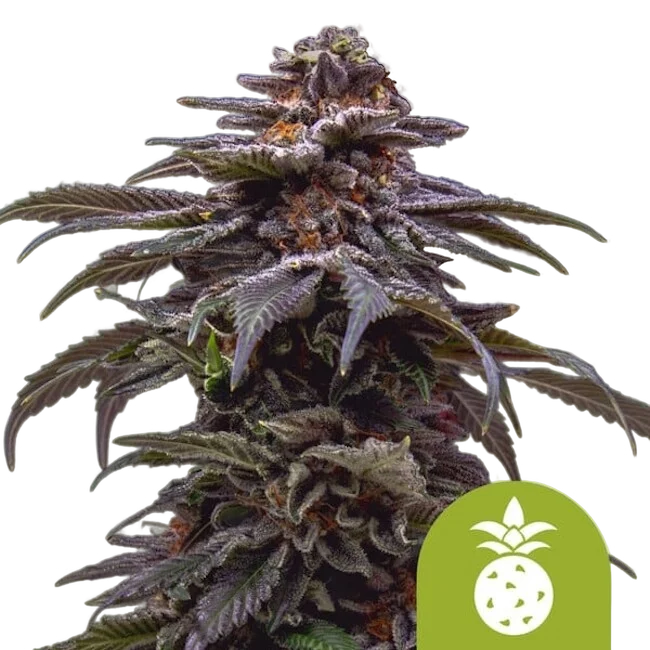 Tropicana Cookies Purple Auto | AUTOFEM | Royal Queen Seeds