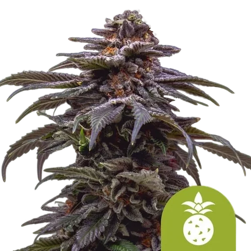 Tropicana Cookies Purple Auto