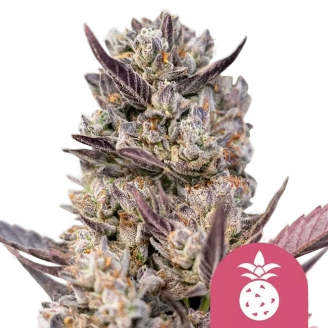 Tropicana Cookies Purple | PHOTOFEM | Royal Queen Seeds