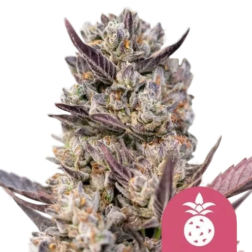 Tropicana Cookies Purple