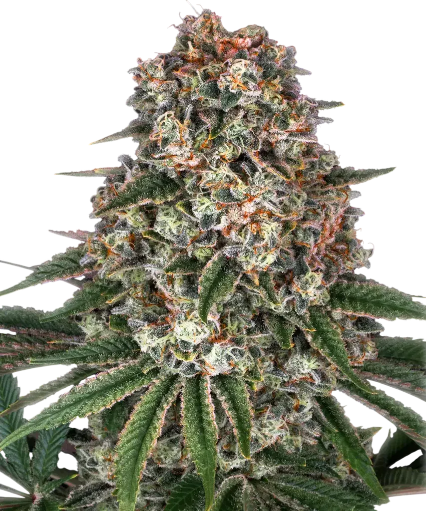 Tropicanna Banana | PHOTOFEM | Barneys Farm
