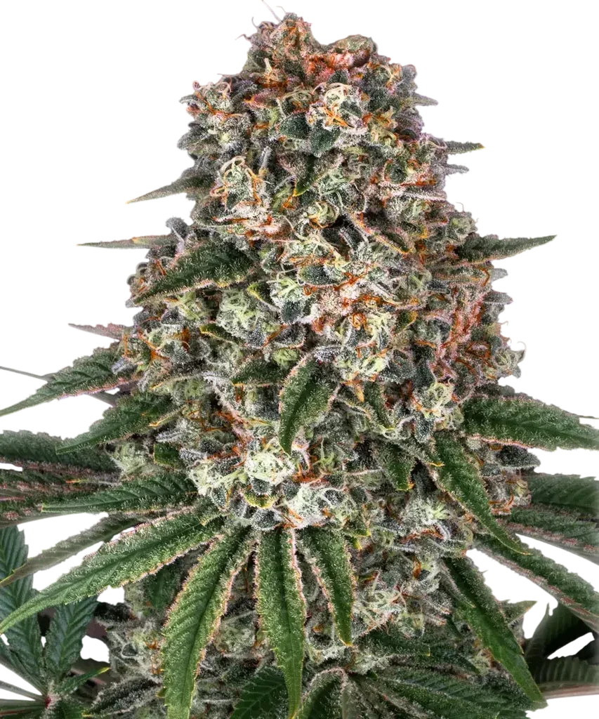 Tropicanna Banana | PHOTOFEM | Barneys Farm