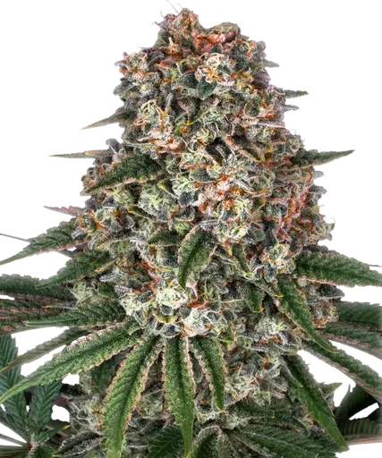 Tropicanna Banana | PHOTOFEM | Barneys Farm