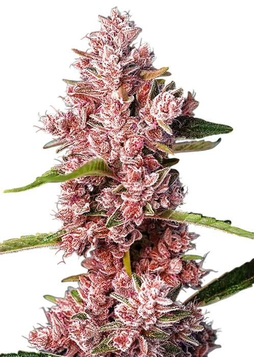 Tropicanna Poison F1 FAST | PHOTOFEM | Sweet Seeds
