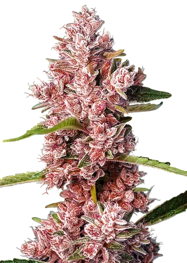 Tropicanna Poison F1 FAST