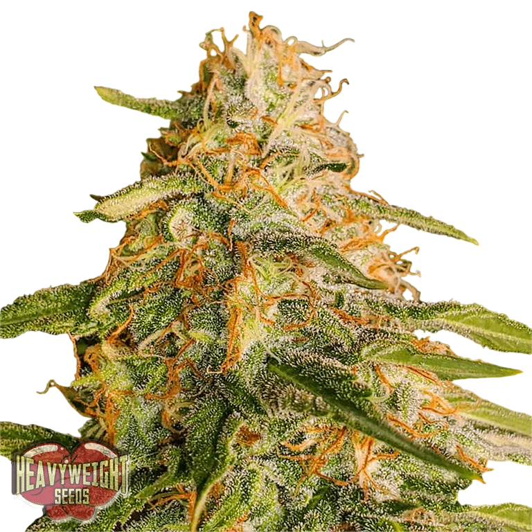 Tropic Punch | PHOTOFEM | Heavyweight Seeds