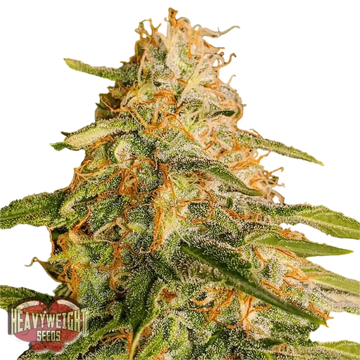 Tropic Punch
